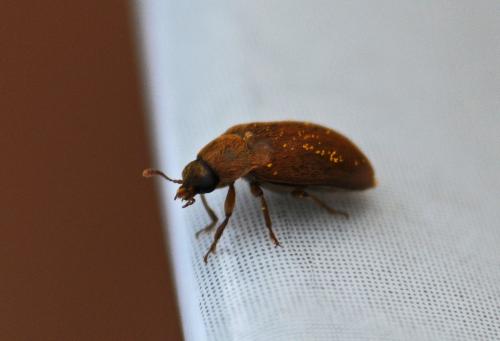 Byturus ochraceus